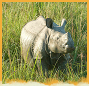 Kaziranga National Park