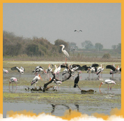 Manjira Wildlife Santuary