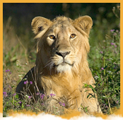 Wildlife Tour Packages