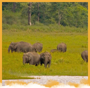 Periyar Wildlife Santuary