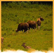 Periyar Wildlife Santuary
