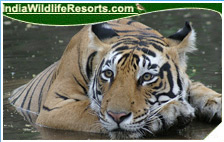 Tiger Tours India