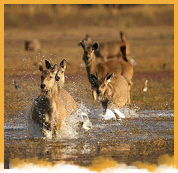 Ranthambore NationalWeekend Tour Package