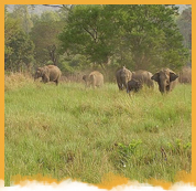 Corbett National Park Weekend Package