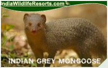 Indian Grey Mongoose