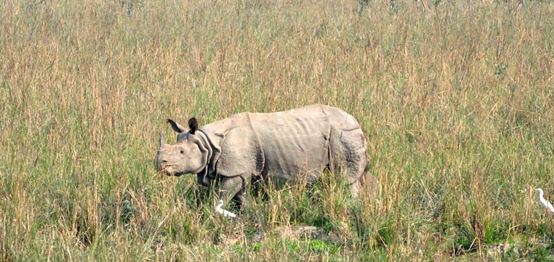 Pobitora-Wildlife-Sanctuary