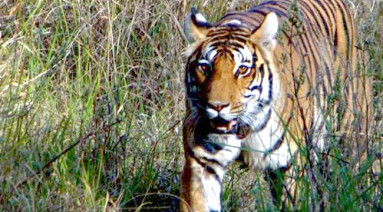 Bor Wildlife Sancturary
