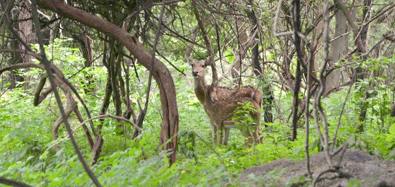 nokrek-national-park