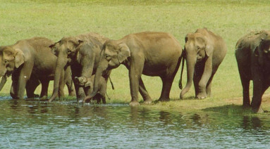 Periyar National Park