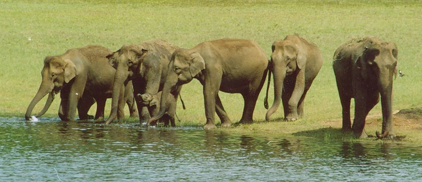 Periyar National Park