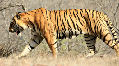 Royal Bengal Tiger