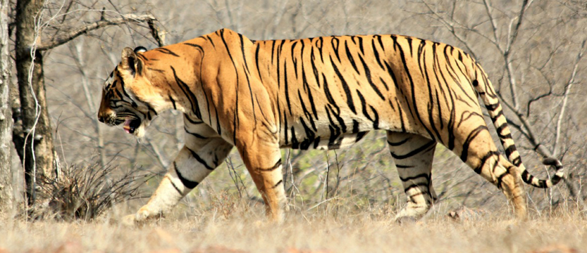 Royal Bengal Tiger