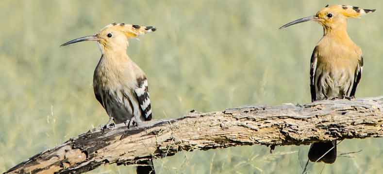 Sultanpur-Bird-Sanctuary