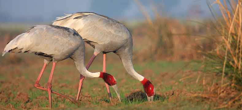 bharatpur-national-park