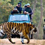 india-wildlife-tour