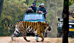 india-wildlife-tour