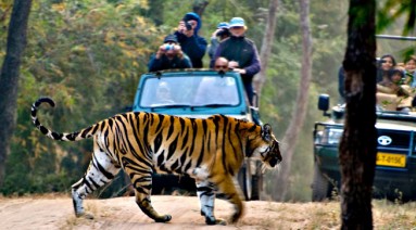 india-wildlife-tour