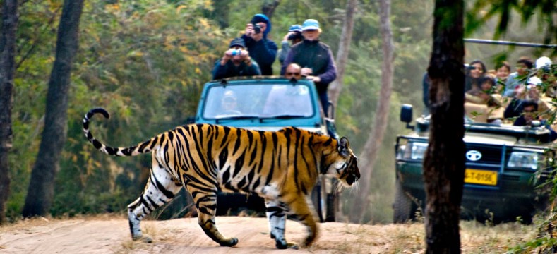 india-wildlife-tour