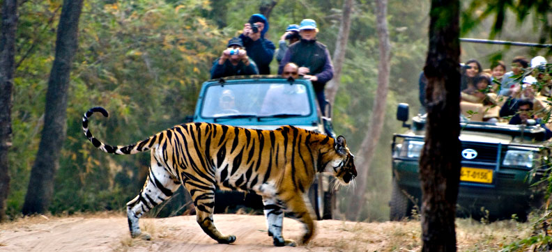 india-wildlife-tour