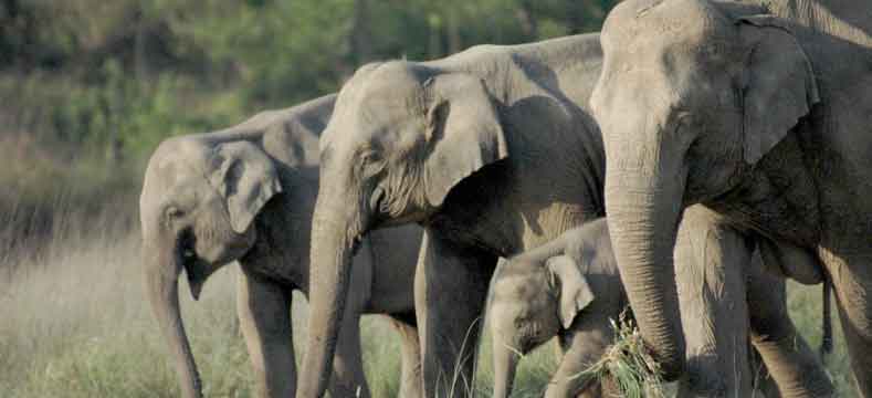 rajaji-national-park