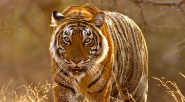 ranthambore-national-park