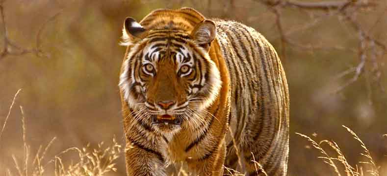 ranthambore-national-park