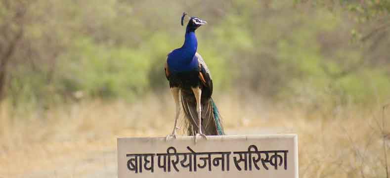 sariska-national-park