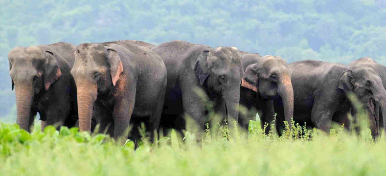 world-elephant-day