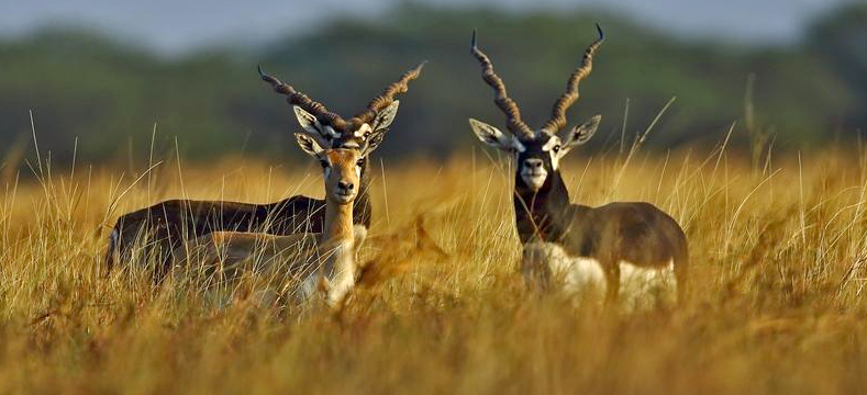 Blackbuck-National-Park