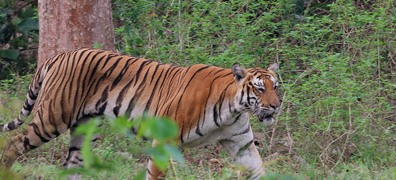 bandipur-natioanal-park