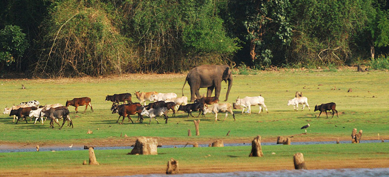 nagarhole-national-park