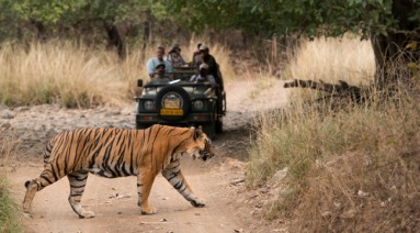 ranthambore-national-park