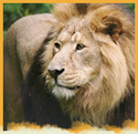 Asiatic Lion