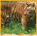 Royal Bengal Tiger