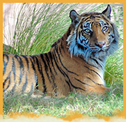 Royal Bengal Tiger