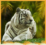 Royal Bengal Tiger