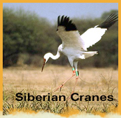 Bharatpur Bird Sanctuary