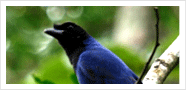 Bird Watching Tour Packages