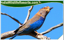 Bird Watching Tours