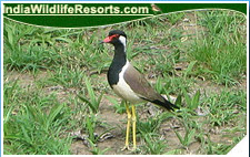 Bird Watching Tours