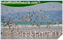 Bird Watching Tours