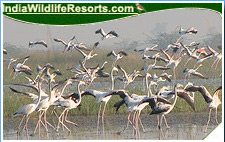 Bird Watching Tours