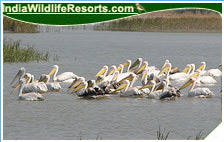 Bird Watching Tours