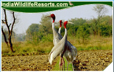 Bird Watching Tours