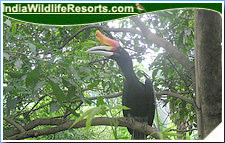 Bird Watching Tours