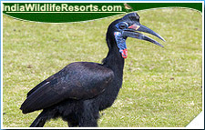 Bird Watching Tours