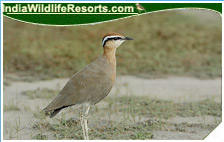 Bird Watching Tours