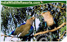 Bird Watching Tours