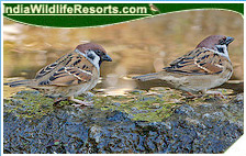 Bird Watching Tours