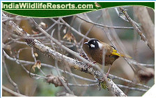 Bird Watching Tours